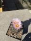Preview: Coryphantha ramillosa